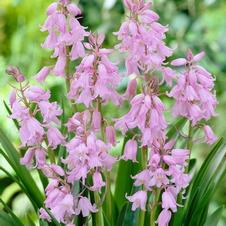 Hyacinthoides hispanica 'Pink'