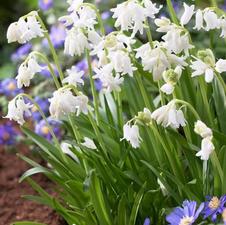 Hyacinthoides hispanica 'White'