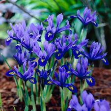 Iris Miniature 'Reticulata Harmony'