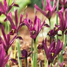 Iris Miniature 'J.S Dyt'