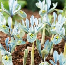 Iris Miniature 'Katharine Hodgkin'
