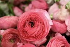 Ranunculus Rose