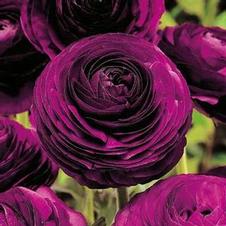Ranunculus Purple