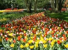  'Dutch Spring'