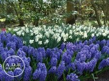  'Blue Heaven'