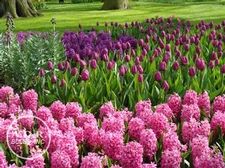  'Purple Rain'