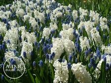  'Scent of Spring'