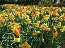  'Orange Surprise'