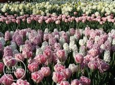  'Pretty In Pink'