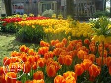  'Pride of Holland'