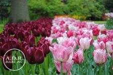  'Garden Fantasy'