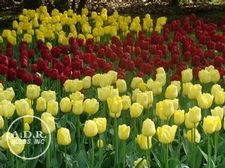  'Woodland Delight'