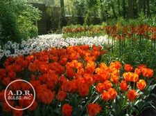  'Royal Dutch'