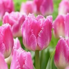 Tulip fringed 'Dallas'