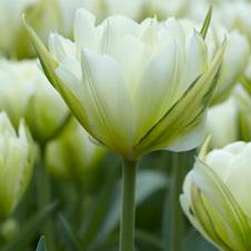 Tulip fosteriana 'Exotic Emperor'