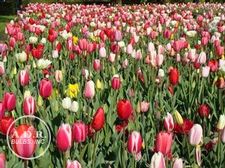  'Pink Pefection'