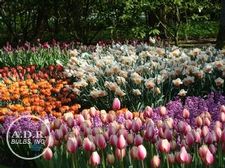  'Show Garden'