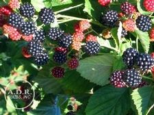 Blackberry Navaho