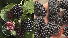 Blackberry Triple Crown