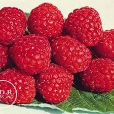 Raspberry junebearing 'Boyne'