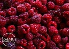 Raspberry everbearing 'Brandywine'