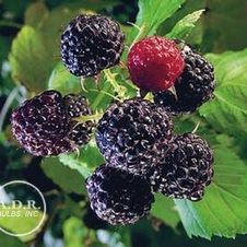 Raspberry summerbearing 'Jewel'