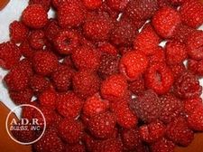 Raspberry everbearing 'September'