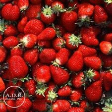 Strawberry junebearing 'Chandler'
