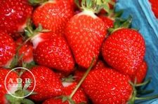 Strawberry junebearing 'Eclair'
