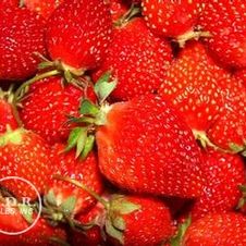 Strawberry everbearing 'Eversweet'