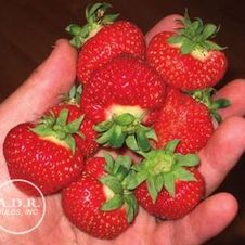 Strawberry everbearing 'Fort Laramie'