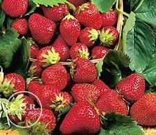 Strawberry junebearing 'Honeoye'
