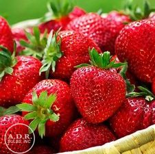 Strawberry everbearing 'Quinault'
