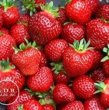 Strawberry everbearing 'Tristar'