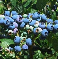 Blueberry Elliott