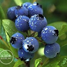Blueberry Arlen