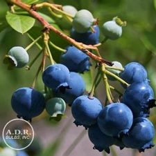 Blueberry Jersey