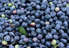 Blueberry Legacy