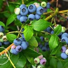 Blueberry Northland