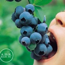 Blueberry Patriot