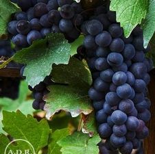 Grape Beta