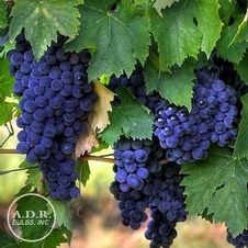 Grape seedless 'Concord'