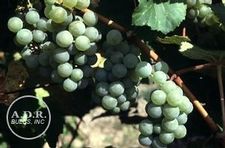 Grape Elvira