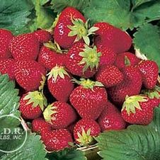 Strawberry everbearing/junebearing assortment