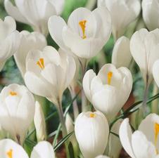 Crocus large flowering 'Peter Pan'