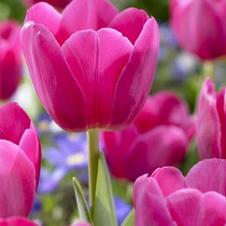 Tulip triumph 'Don Quichotte'