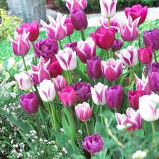 Tulip long-lasting 'Blue Ribbon Mixture'