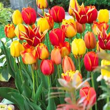 Tulip long-lasting 'Fire Glow Mixture'