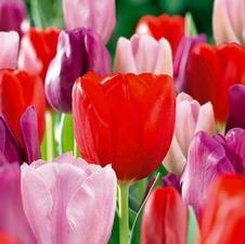 Tulip triumph 'Strawberry Triumph Mixture'