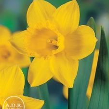 Daffodil large cupped 'California'